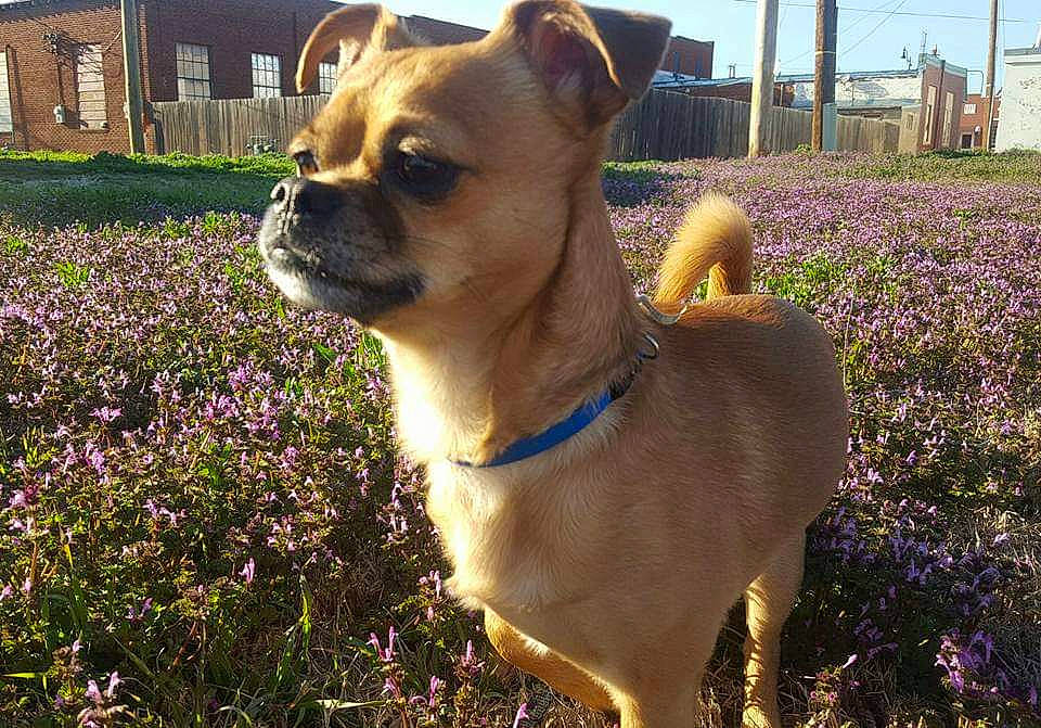 Iggy is registered to the contest to win money with this photo: building, carnivore, chihuahua, collar, companion_dog, dog, dog_breed, dog_collar, dog_supply, fawn, flower, grass, plant, sky, snout, sunglasses, toy_dog, whiskers, window, working_animal