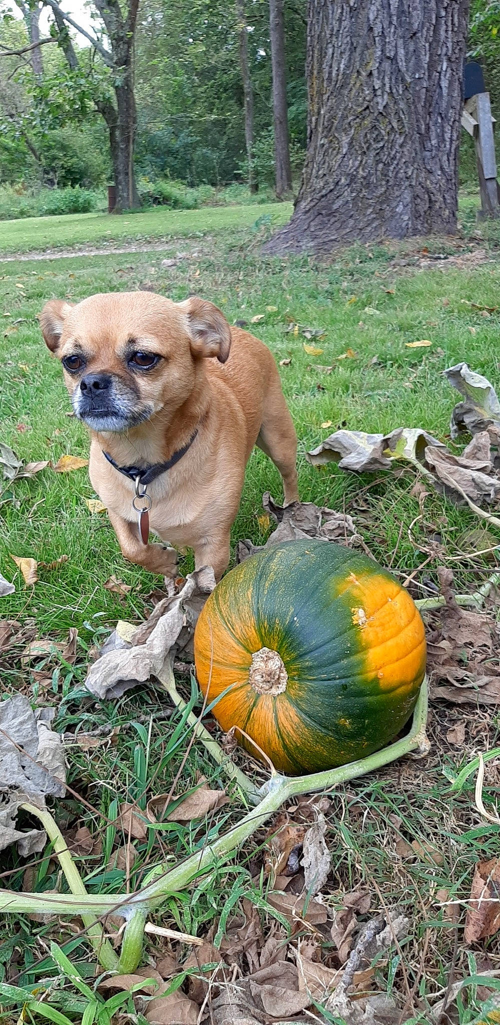 Iggy joined the competition — help win amazing prizes! calabaza, carnivore, collar, companion_dog, cucurbita, dog, dog_breed, fawn, gourd, grass, natural_foods, plant, pumpkin, snout, sporting_group, squash, tree, vegetable, winter_squash, working_animal