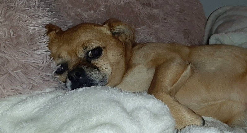 Iggy is registered to the contest to win money with this photo: bored, canidae, carnivore, claw, comfort, companion_dog, couch, dog, dog_breed, dog_supply, fawn, fur, paw, snout, sporting_group, terrestrial_animal, toy_dog, whiskers, working_animal, wrinkle