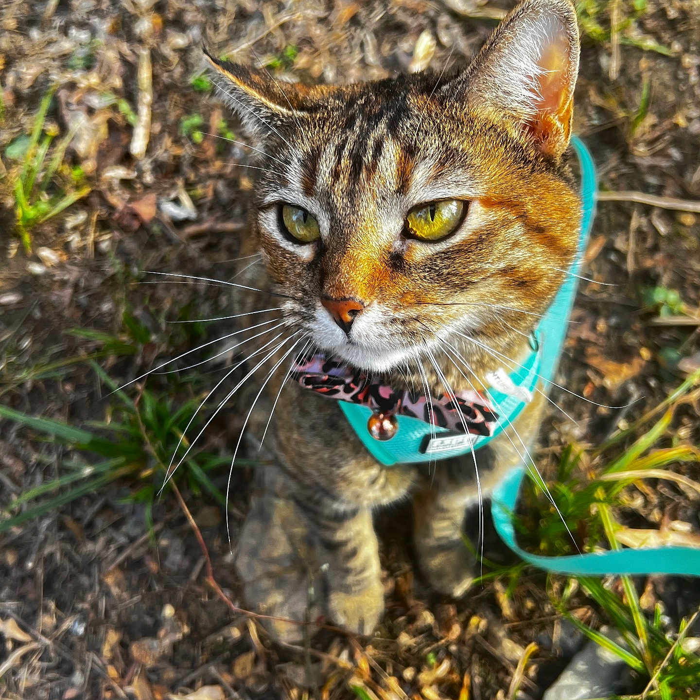 Rosie joined the competition — help win amazing prizes! animal, bow_tie, brown, cat, closeup, curious, cute, earth, feline, grass, green, harness, leaves, nature, outdoor, pet, sitting, sunlight, tabby, whiskers