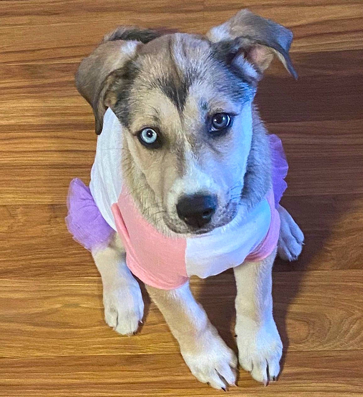 Chi is registered to the contest to win money with this photo: canidae, carnivore, collar, companion_dog, dog, dog_breed, dog_collar, dog_supply, fawn, flooring, fur, hardwood, pet_supply, plank, snout, sporting_group, whiskers, wood, wood_stain, working_animal