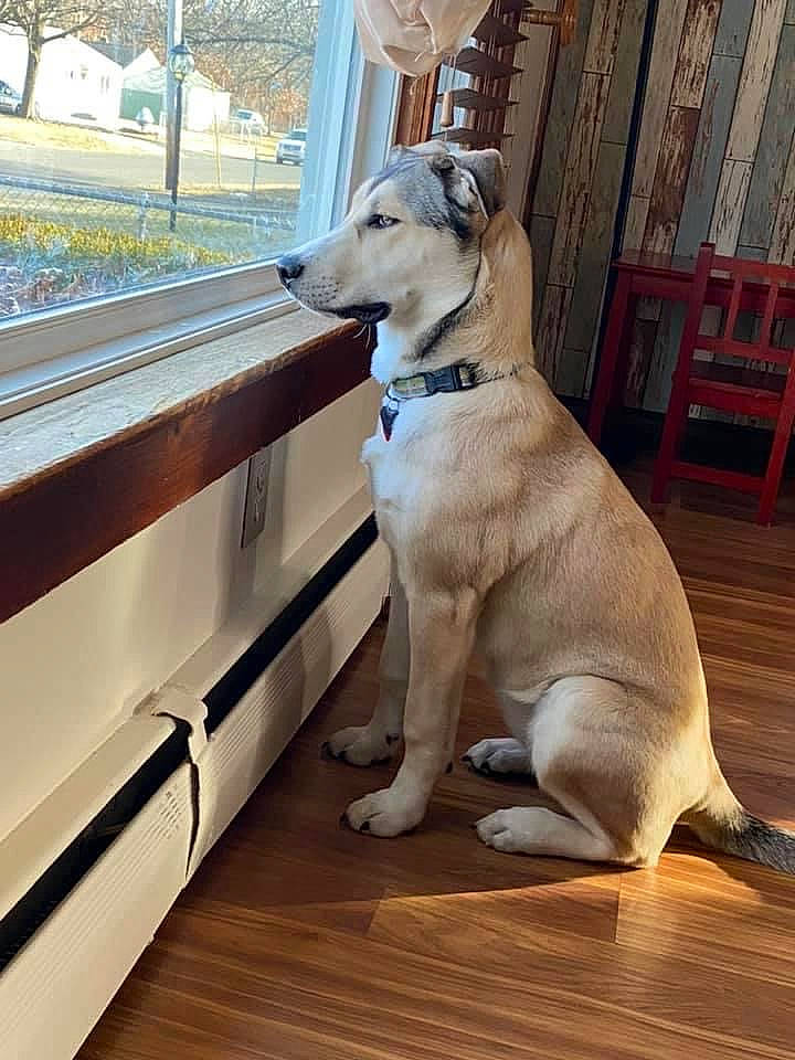 Chi is registered to the contest to win money with this photo: automotive_exterior, carnivore, collar, companion_dog, dog, dog_breed, dog_collar, dog_supply, fawn, hardwood, paw, pet_supply, plant, snout, tail, vehicle, vehicle_door, window, wood, working_animal