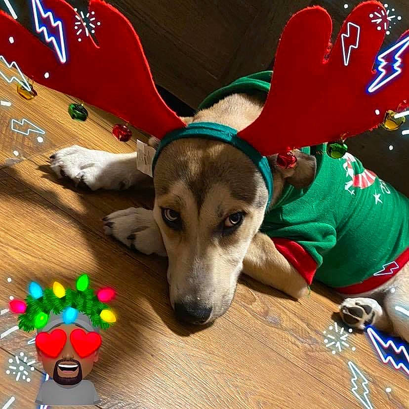 Chi is registered to the contest to win money with this photo: baseball_cap, cap, carnivore, christmas_ornament, companion_dog, costume_hat, dog, dog_breed, dog_clothes, dog_supply, event, fawn, flooring, fun, happy, hat, holiday, party_supply, wood, working_animal