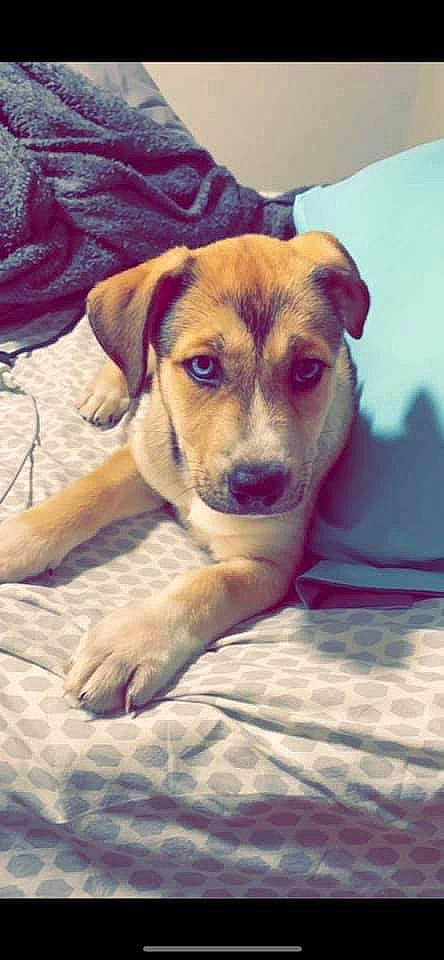 Chi is registered to the contest to win money with this photo: carnivore, comfort, companion_dog, dog, dog_breed, fawn, flooring, fur, happy, paw, scent_hound, sporting_group, whiskers, working_animal