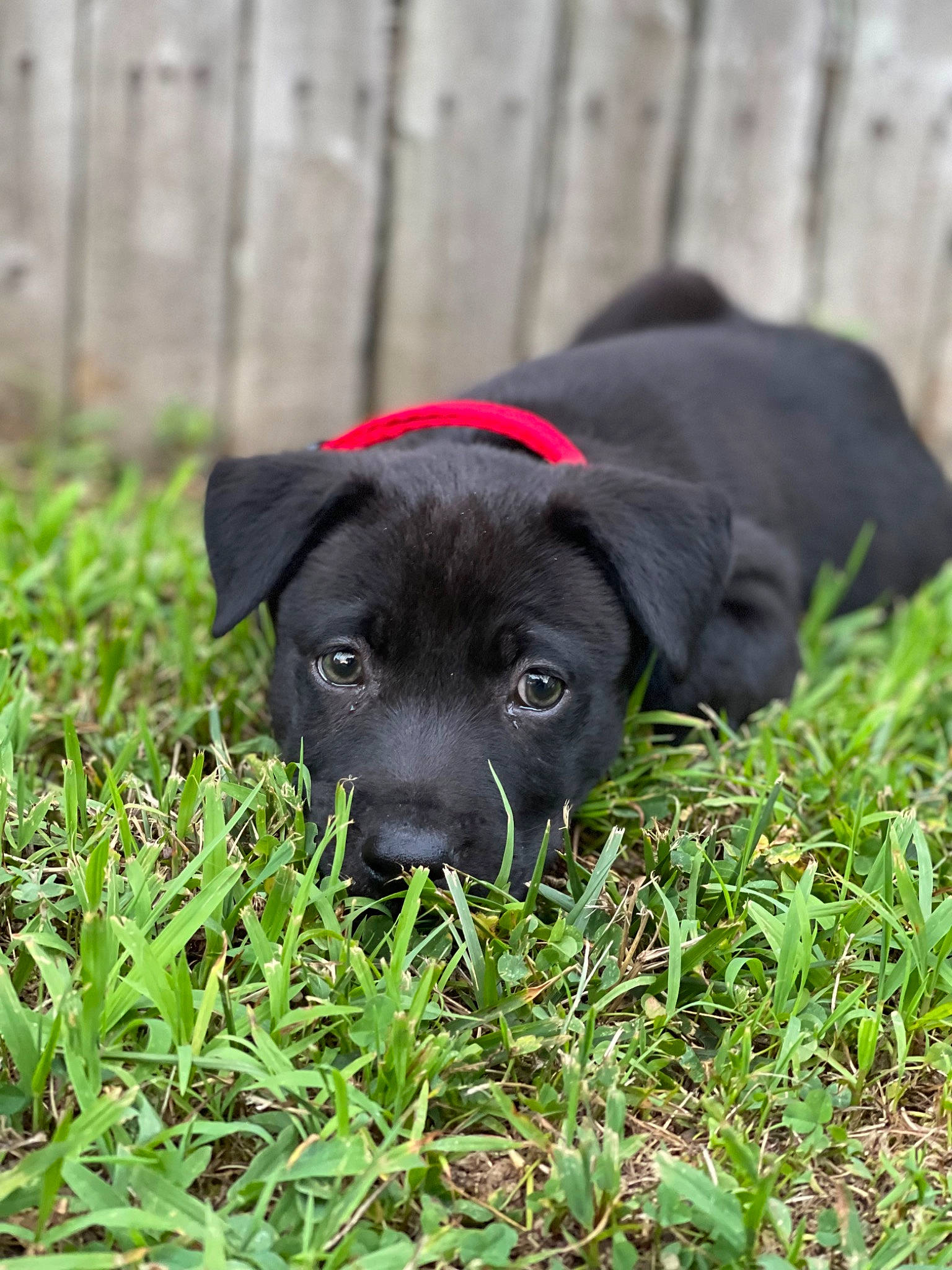 Athena is registered to the contest to win money with this photo: borador, canidae, carnivore, companion_dog, dog, dog_breed, eye, fur, grass, groundcover, gun_dog, hunting_dog, personal_protective_equipment, plant, retriever, snout, sporting_group, terrestrial_animal, whiskers, working_animal