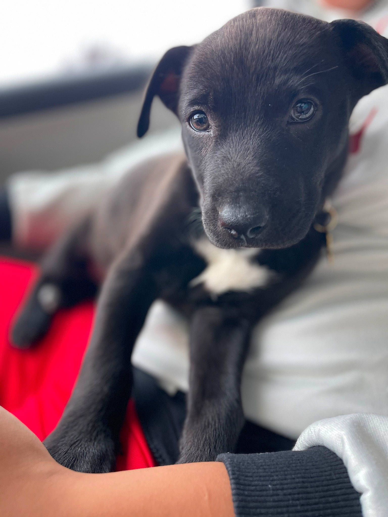 Athena is registered to the contest to win money with this photo: black, borador, canidae, carnivore, comfort, companion_dog, dog, dog_breed, fawn, fur, non_sporting_group, pet_supply, snout, sporting_group, terrestrial_animal, toy_dog, watch, whiskers, working_animal