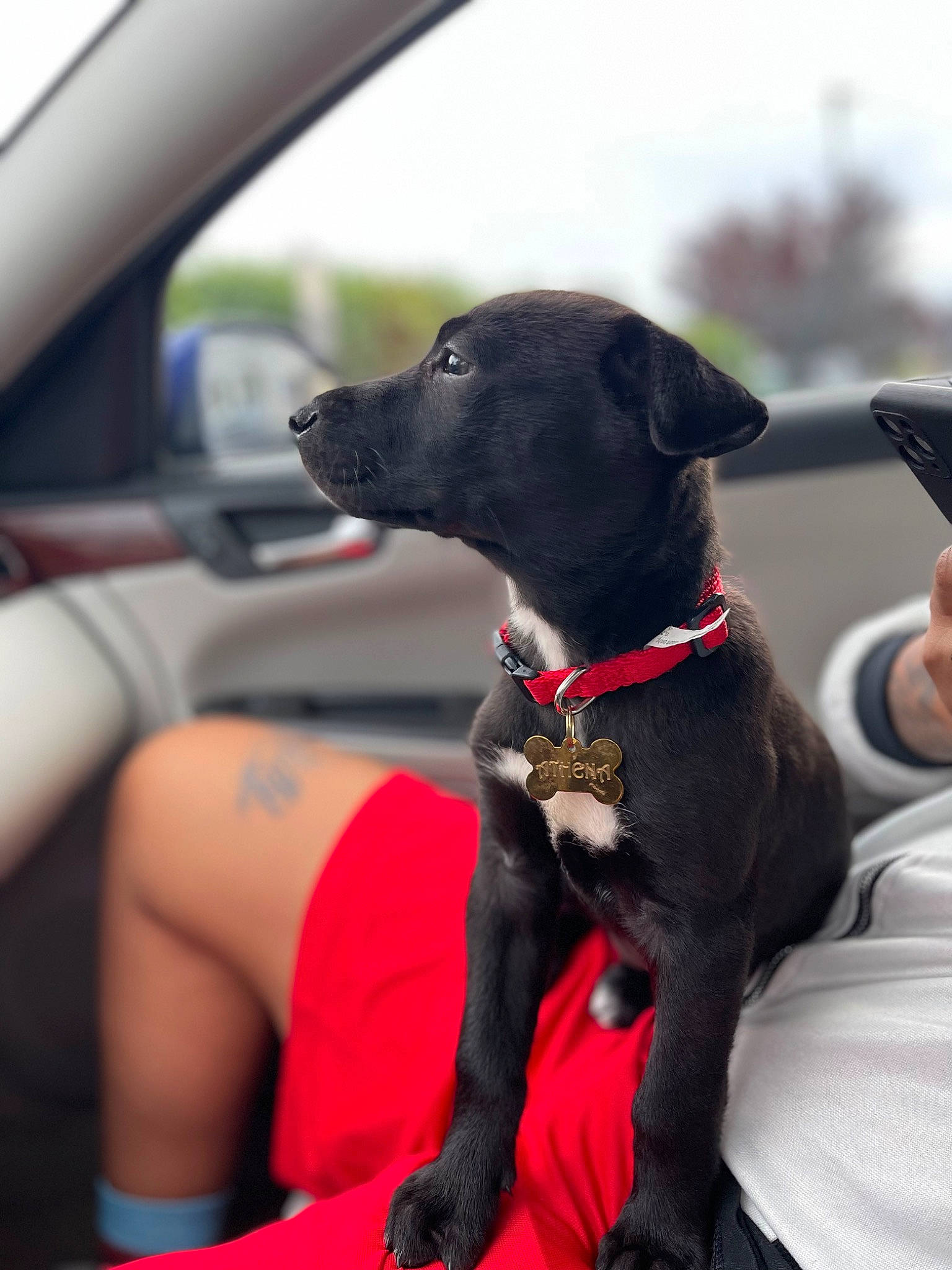 Athena joined the competition — help win amazing prizes! auto_part, automotive_mirror, car, carnivore, collar, comfort, companion_dog, dog, dog_breed, dog_collar, fawn, gun_dog, hat, leash, personal_luxury_car, snout, sporting_group, steering_wheel, vehicle, working_animal