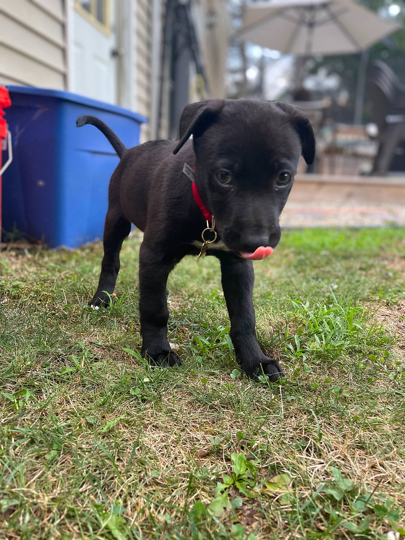 Athena joined the competition — help win amazing prizes! borador, canidae, carnivore, collar, companion_dog, dog, dog_breed, dog_collar, dog_supply, fawn, grass, guard_dog, pet_supply, plant, retriever, snout, sporting_group, tail, whiskers, working_animal