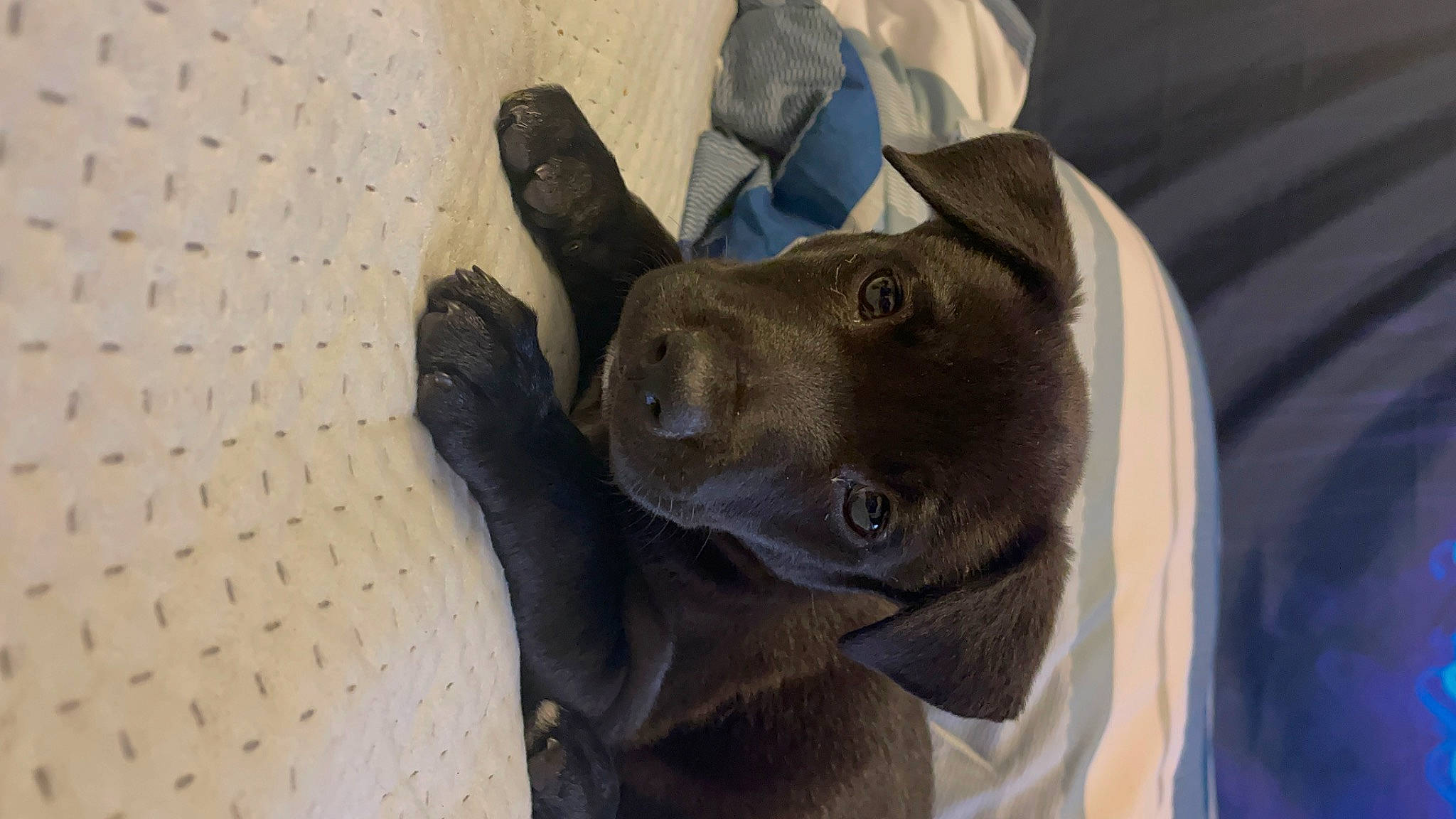 Athena joined the competition — help win amazing prizes! canidae, carnivore, comfort, companion_dog, dog, dog_breed, ear, electric_blue, fang, fawn, felidae, fur, gesture, grey, sculpture, snout, sporting_group, terrestrial_animal, whiskers, working_animal