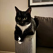Noodles is registered to the contest to win money with this photo: cat, tuxedo_cat, sofa, armrest, indoor, pet, feline, black_and_white, whiskers, curious, relaxed, home, furniture, couch, portrait, animal, domestic_animal, sitting, close_up, cozy