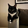 cat, tuxedo_cat, sofa, armrest, indoor, pet, feline, black_and_white, whiskers, curious, relaxed, home, furniture, couch, portrait, animal, domestic_animal, sitting, close_up, cozy