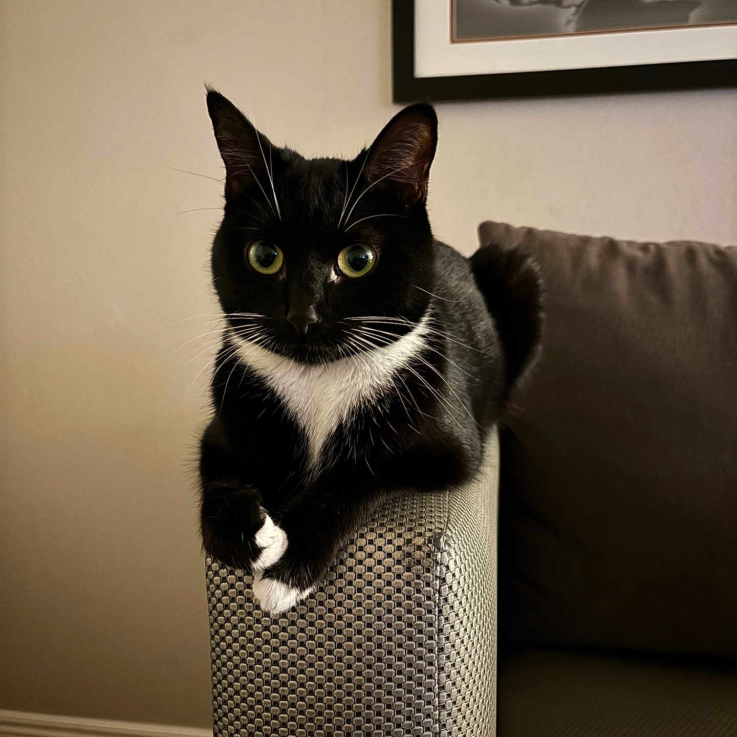 Noodles is registered to the contest to win money with this photo: cat, tuxedo_cat, sofa, armrest, indoor, pet, feline, black_and_white, whiskers, curious, relaxed, home, furniture, couch, portrait, animal, domestic_animal, sitting, close_up, cozy