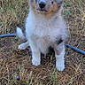 puppy, dog, sitting, outdoor, grass, dry_grass, fur, ears, cute, animal, pet, looking, young, nature, field, adorable, portrait, attention, mammal, canine