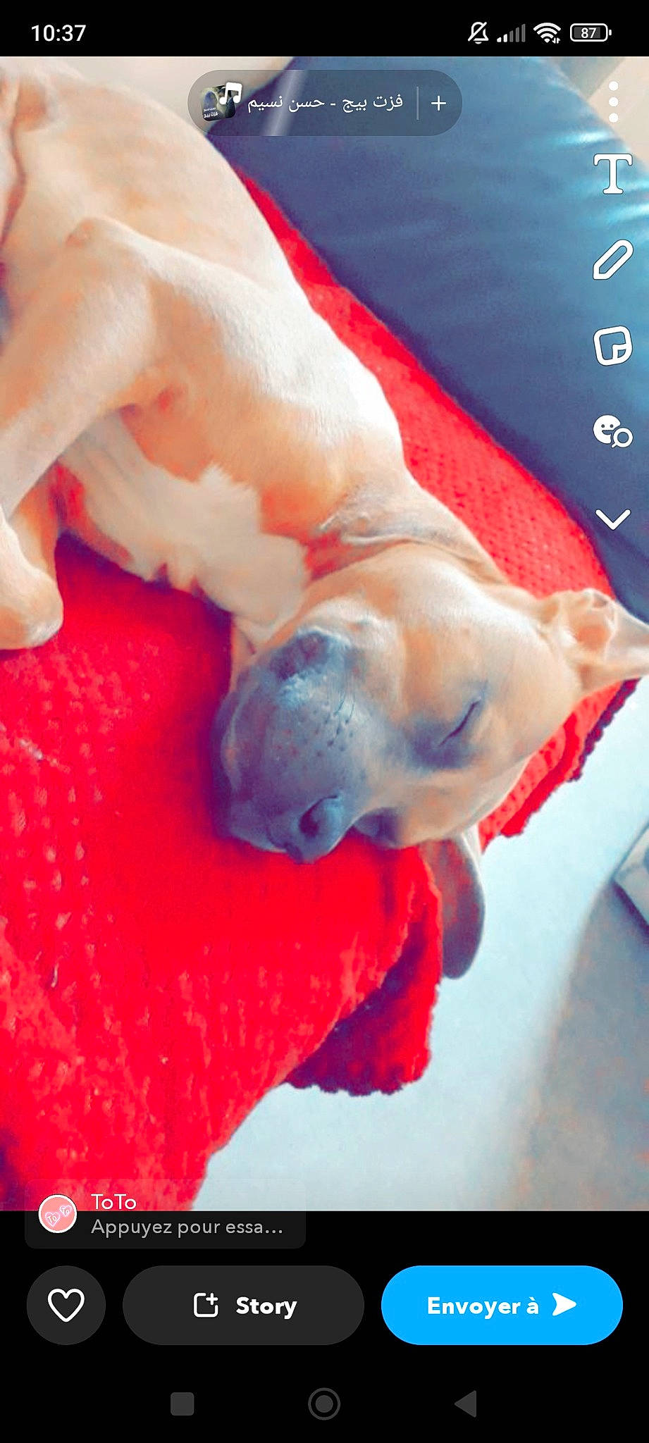 Kamass participe au concours pour gagner de l'argent avec cette photo : canidae, carnivore, companion_dog, computer_keyboard, dog, dog_breed, electric_blue, fawn, flesh, foot, fur, gesture, human_leg, nail, organism, paw, snout, sporting_group, tail, thumb