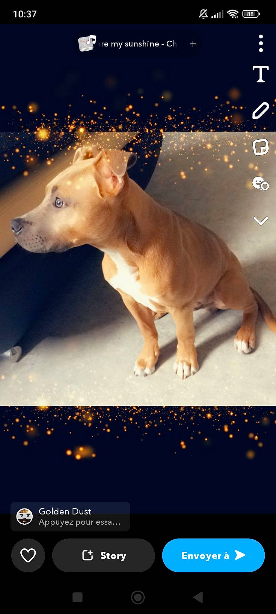 Kamass a rejoint le concours — aidez-le/la à gagner de superbes lots ! adaptation, art, beauty, canidae, carnivore, companion_dog, darkness, dog, dog_breed, font, light, organism, paw, photo_caption, snout, sporting_group, tail, terrestrial_animal, wildlife, working_animal