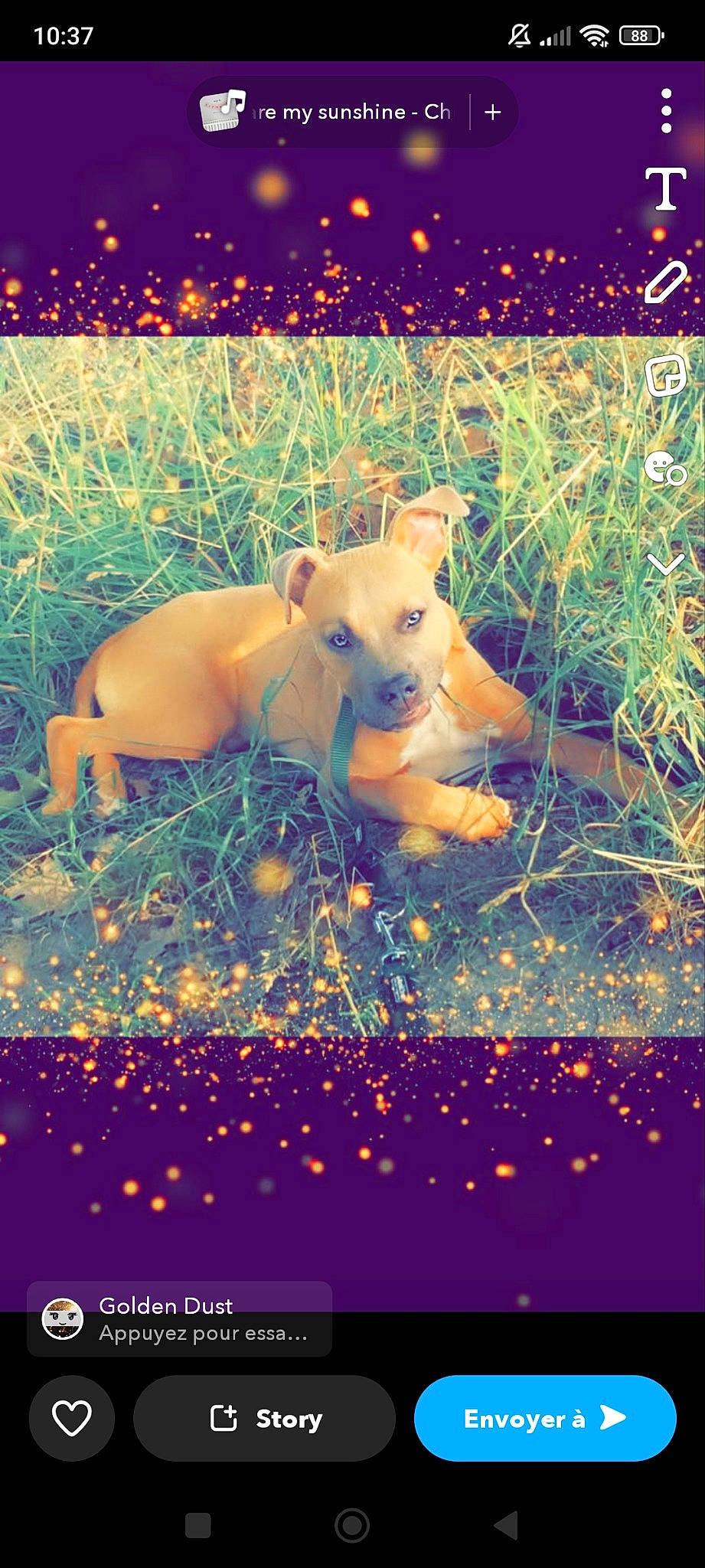 Kamass a rejoint le concours — aidez-le/la à gagner de superbes lots ! adaptation, canidae, carnivore, companion_dog, dog, dog_breed, fawn, grass, grassland, happy, landscape, meadow, nature, organism, people_in_nature, plant, snout, sporting_group, tail, terrestrial_animal