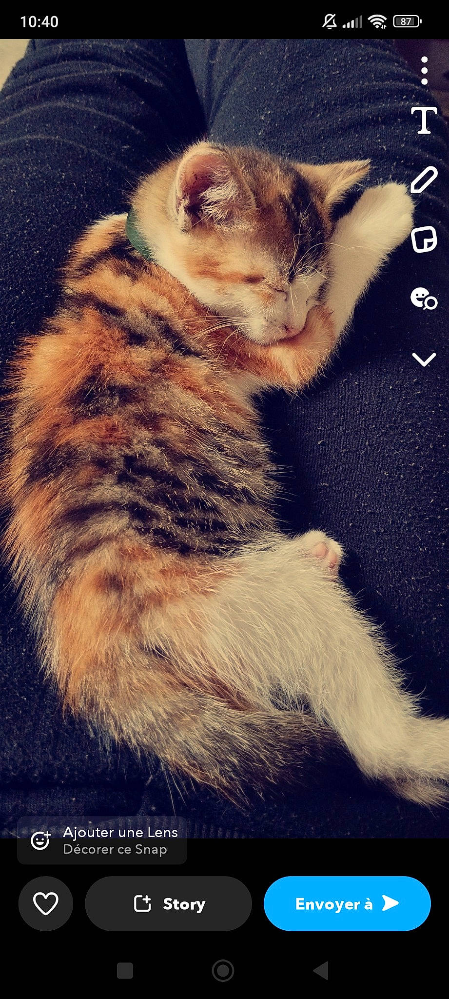 Câline participe au concours pour gagner de l'argent avec cette photo : art, carnivore, cat, claw, domestic_short_haired_cat, event, fawn, felidae, fur, gesture, happy, paw, photo_caption, small_to_medium_sized_cats, tail, terrestrial_animal, whiskers, wildlife