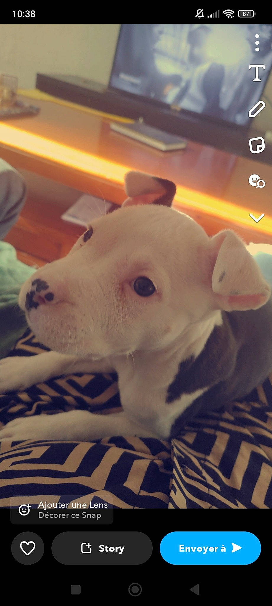 Uzy participe au concours pour gagner de l'argent avec cette photo : canidae, carnivore, comfort, companion_dog, dog, dog_breed, dogo_argentino, fawn, fur, guard_dog, mammal, non_sporting_group, snout, sporting_group, tail, terrestrial_animal, whiskers, working_animal