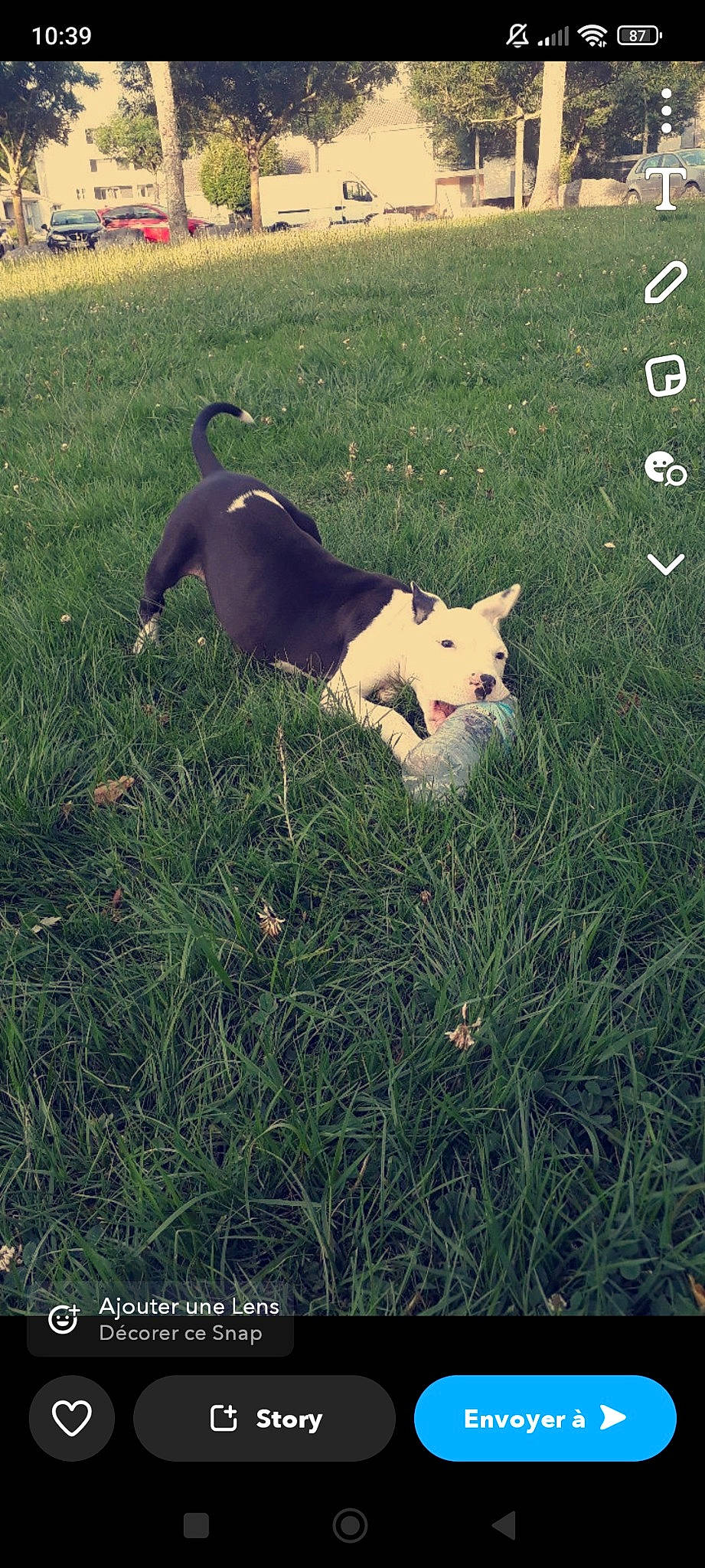 Uzy participe au concours pour gagner de l'argent avec cette photo : canidae, carnivore, cloud, companion_dog, dog, dog_breed, fawn, felidae, grass, grass_family, grassland, happy, landscape, lawn, pasture, people_in_nature, plant, tail, tints_and_shades, vertebrate