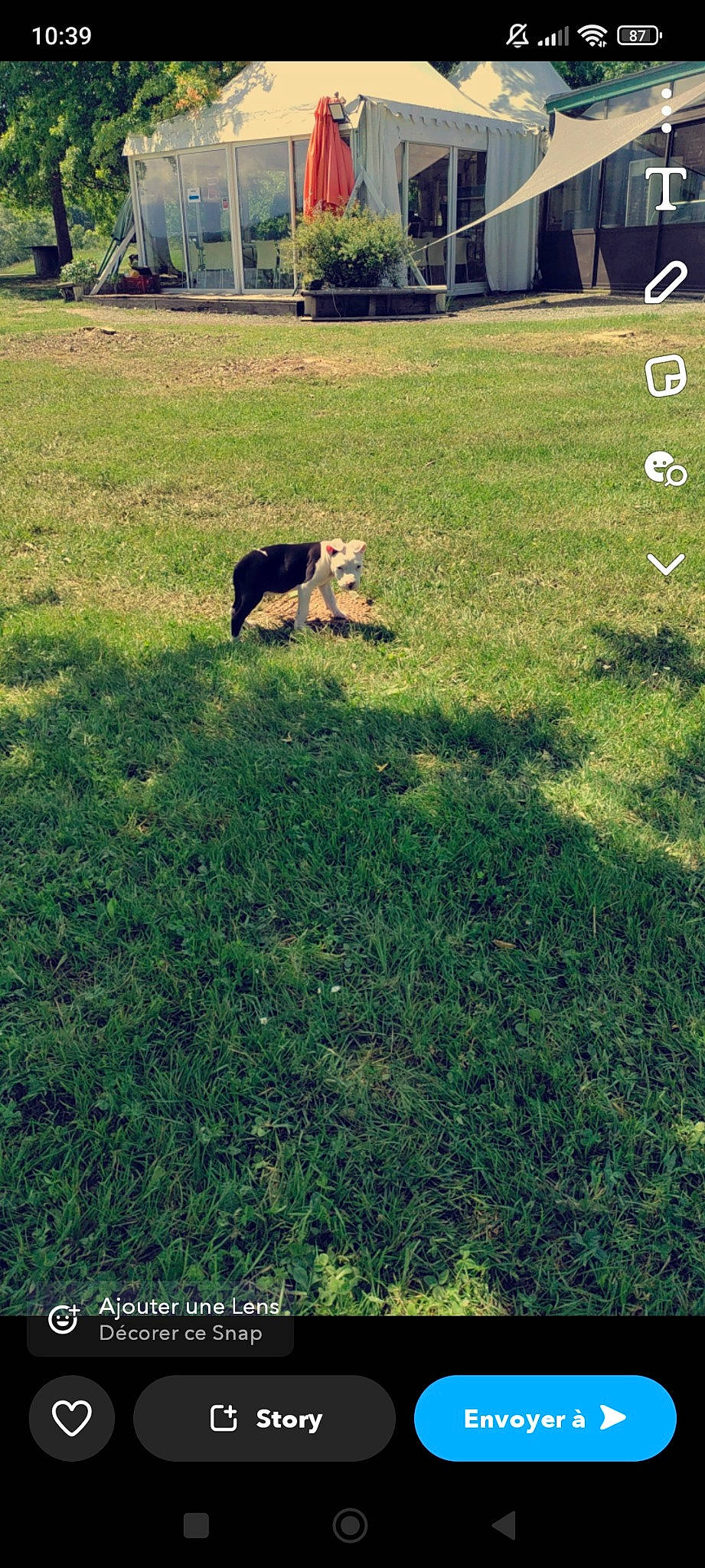 Uzy a rejoint le concours — aidez-le/la à gagner de superbes lots ! carnivore, companion_dog, dog, dog_breed, fawn, field, flooring, grass, grass_family, grassland, groundcover, land_lot, landscape, lawn, meadow, pasture, people_in_nature, plant, tints_and_shades, tree