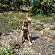 Aylou participe au concours pour gagner de l'argent avec cette photo : dog, puppy, outdoor, nature, sunlight, greenery, trees, rock, path, happy, tongue_out, sitting, harness, canine, animal, summer, daylight, forest, smiling, pet