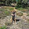 dog, puppy, outdoor, nature, sunlight, greenery, trees, rock, path, happy, tongue_out, sitting, harness, canine, animal, summer, daylight, forest, smiling, pet