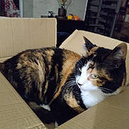 Pralinette participe au concours pour gagner de l'argent avec cette photo : cat, calico, cardboard_box, indoor, pet, feline, fur, whiskers, ears, green_eyes, curious, sitting, cozy, home, lamp, shelf, furniture, relaxed, animal, domestic