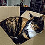cat, calico, cardboard_box, indoor, pet, feline, fur, whiskers, ears, green_eyes, curious, sitting, cozy, home, lamp, shelf, furniture, relaxed, animal, domestic