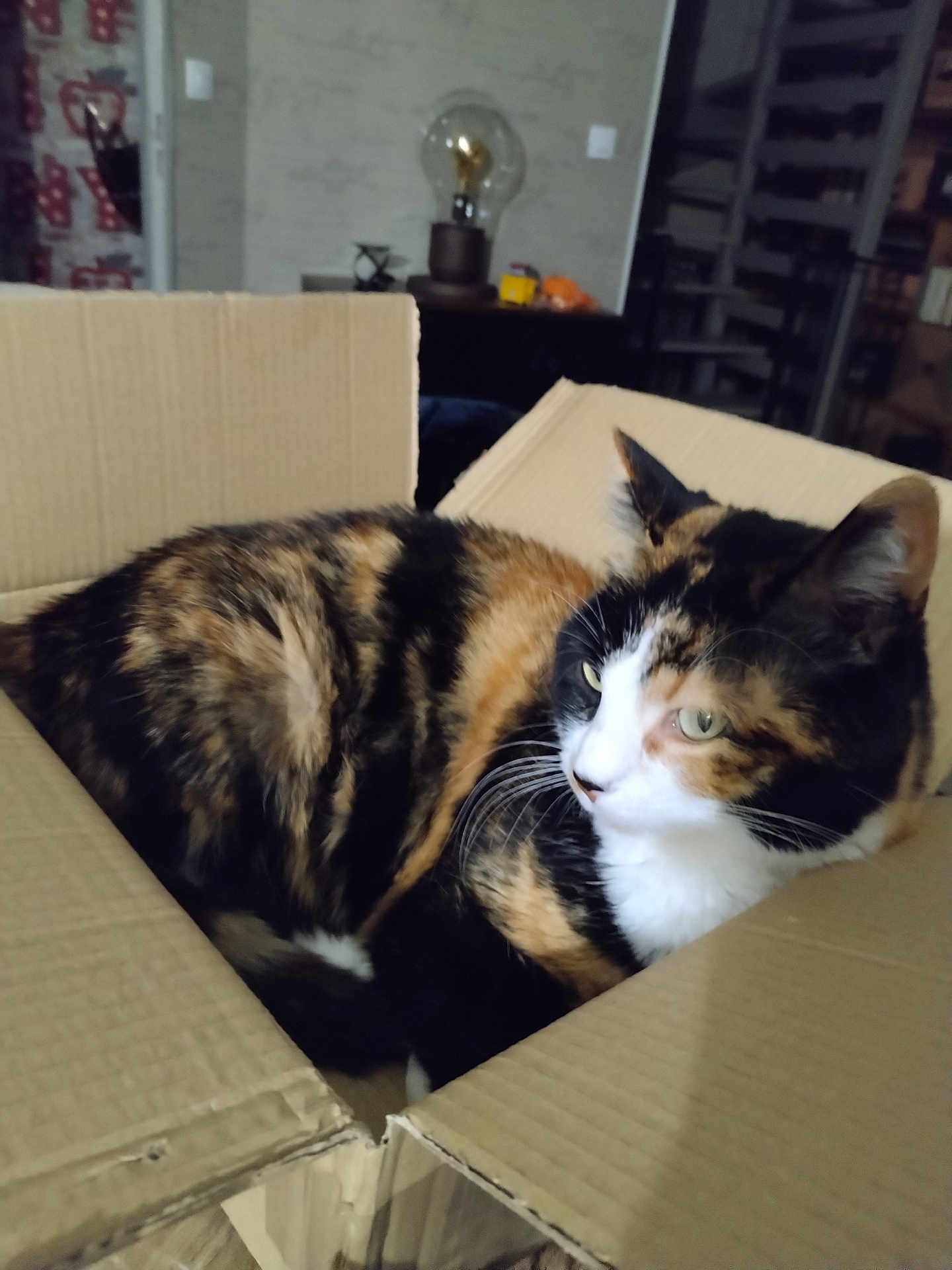 Pralinette participe au concours pour gagner de l'argent avec cette photo : cat, calico, cardboard_box, indoor, pet, feline, fur, whiskers, ears, green_eyes, curious, sitting, cozy, home, lamp, shelf, furniture, relaxed, animal, domestic