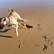 Delta participe au concours pour gagner de l'argent avec cette photo : animal, beach, canine, collar, daytime, dog, footprints, hole, motion, nature, ocean, outdoor, paw_prints, pet, playful, sand, shore, sunlight, water, waves