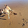 animal, beach, canine, collar, daytime, dog, footprints, hole, motion, nature, ocean, outdoor, paw_prints, pet, playful, sand, shore, sunlight, water, waves