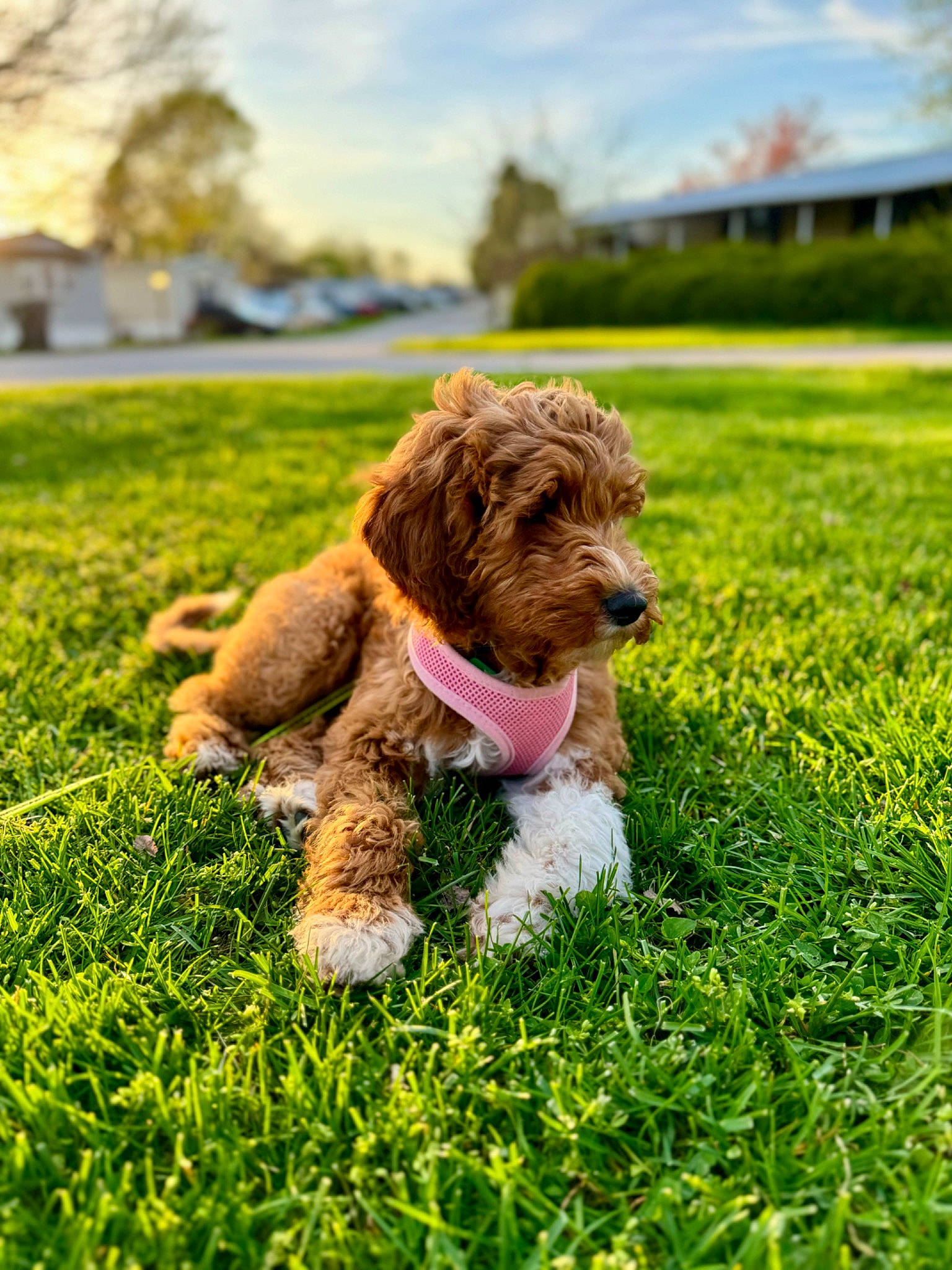Daisy joined the competition — help win amazing prizes! canidae, carnivore, cloud, companion_dog, dog, dog_breed, dog_collar, fawn, grass, groundcover, happy, lawn, liver, plant, sky, sporting_group, tennis_ball, terrier, toy_dog, water_dog