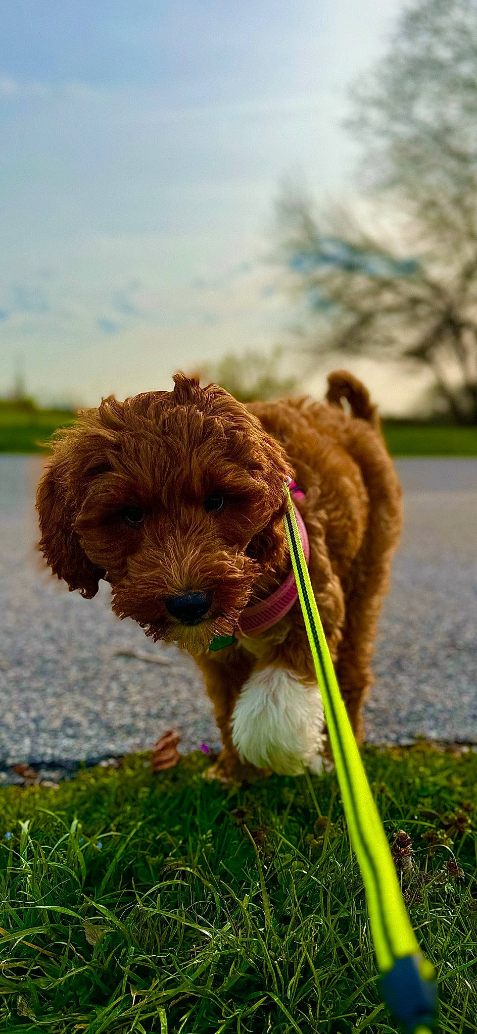 Daisy is registered to the contest to win money with this photo: canidae, carnivore, cloud, collar, companion_dog, dog, dog_breed, dog_collar, fawn, grass, leash, liver, sky, snout, sporting_group, terrier, toy_dog, water_dog, welsh_terrier, working_animal