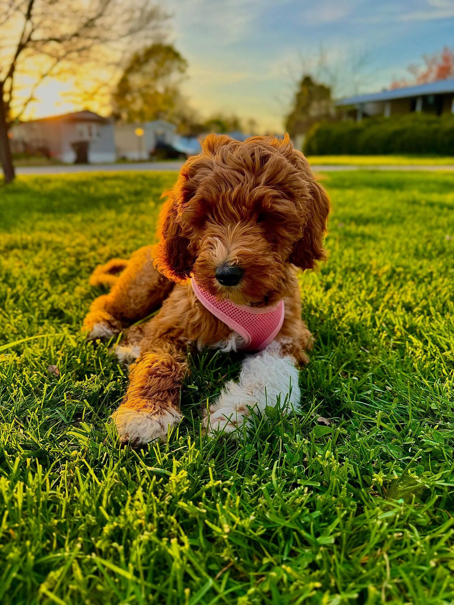 Daisy is registered to the contest to win money with this photo: canidae, carnivore, cloud, companion_dog, dog, dog_breed, fawn, grass, happy, liver, people_in_nature, plant, sky, snout, sporting_group, tennis_ball, terrier, toy, tree, water_dog
