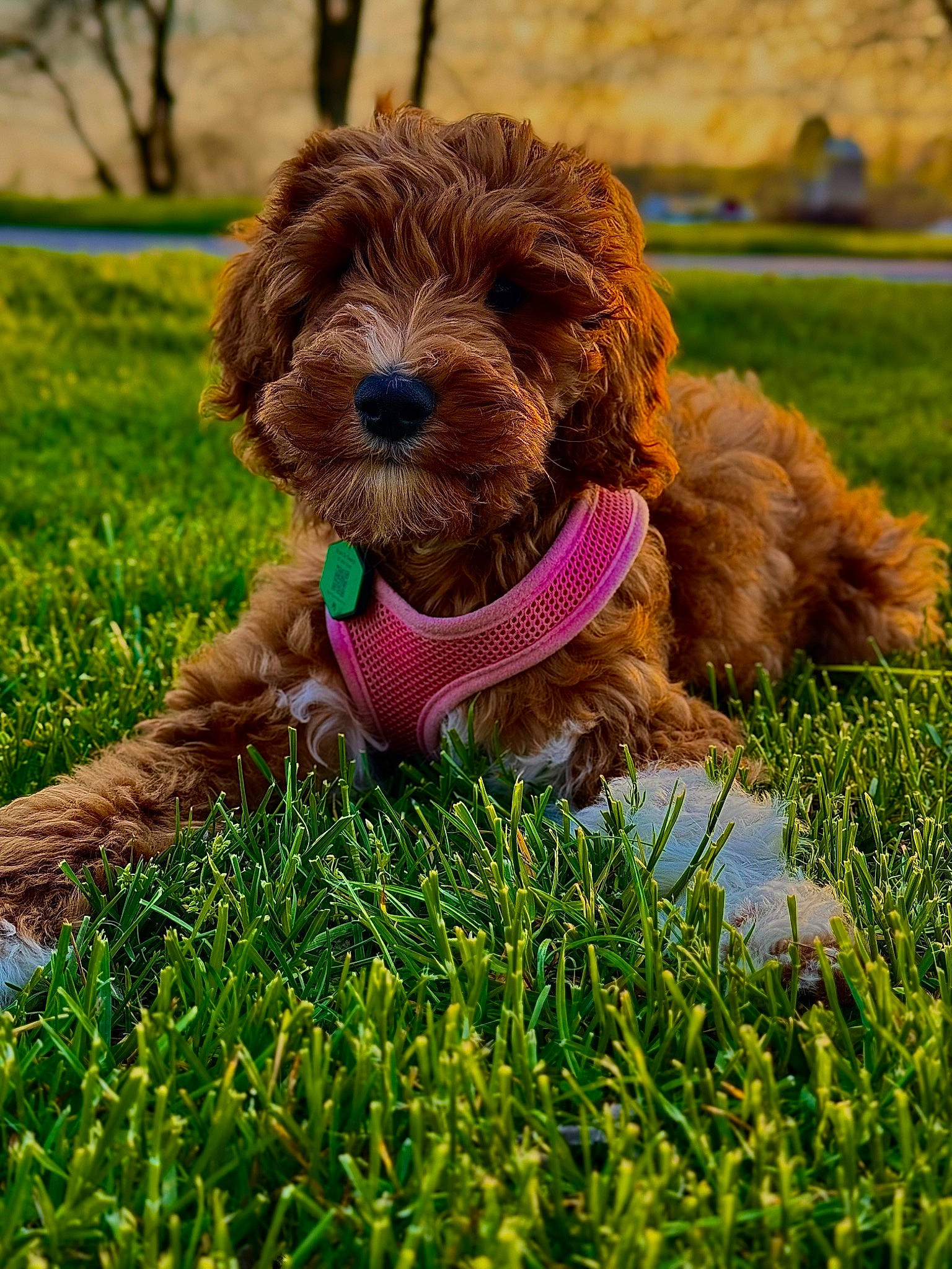 Daisy joined the competition — help win amazing prizes! ball, canidae, carnivore, collar, companion_dog, dog, dog_breed, dog_collar, dog_supply, grass, liver, plant, poodle, snout, sporting_group, tennis_ball, terrier, toy_dog, water_dog, working_terrier