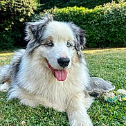 Malky a rejoint le concours — aidez-le/la à gagner de superbes lots ! animal, australian_shepherd, blue_eyes, canine, dog, fluffy, fur, garden, grass, greenery, happy, laying_down, nature, outdoor, pet_toy, playful, relaxed, summer, sunlight, tongue_out