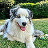 animal, australian_shepherd, blue_eyes, canine, dog, fluffy, fur, garden, grass, greenery, happy, laying_down, nature, outdoor, pet_toy, playful, relaxed, summer, sunlight, tongue_out