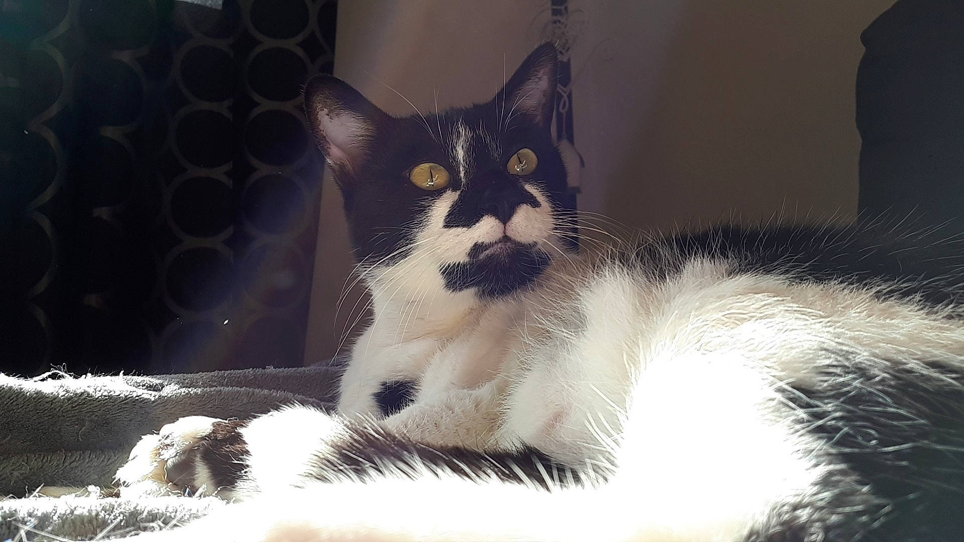 Cupidon a rejoint le concours — aidez-le/la à gagner de superbes lots ! aegean_cat, american_wirehair, asian, black_and_white, carnivore, cat, domestic_short_haired_cat, european_shorthair, eye, felidae, fur, kitten, mammal, nose, polydactyl_cat, sky, small_to_medium_sized_cats, snout, tail, whiskers