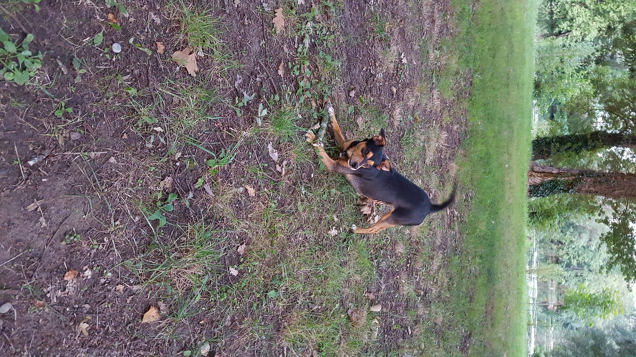 Youki a rejoint le concours — aidez-le/la à gagner de superbes lots ! canidae, carnivore, dog, dog_breed, fawn, grass, groundcover, guard_dog, plant, shadow, shrub, snout, soil, tail, terrestrial_animal, tree, trunk, twig, wildlife, wood