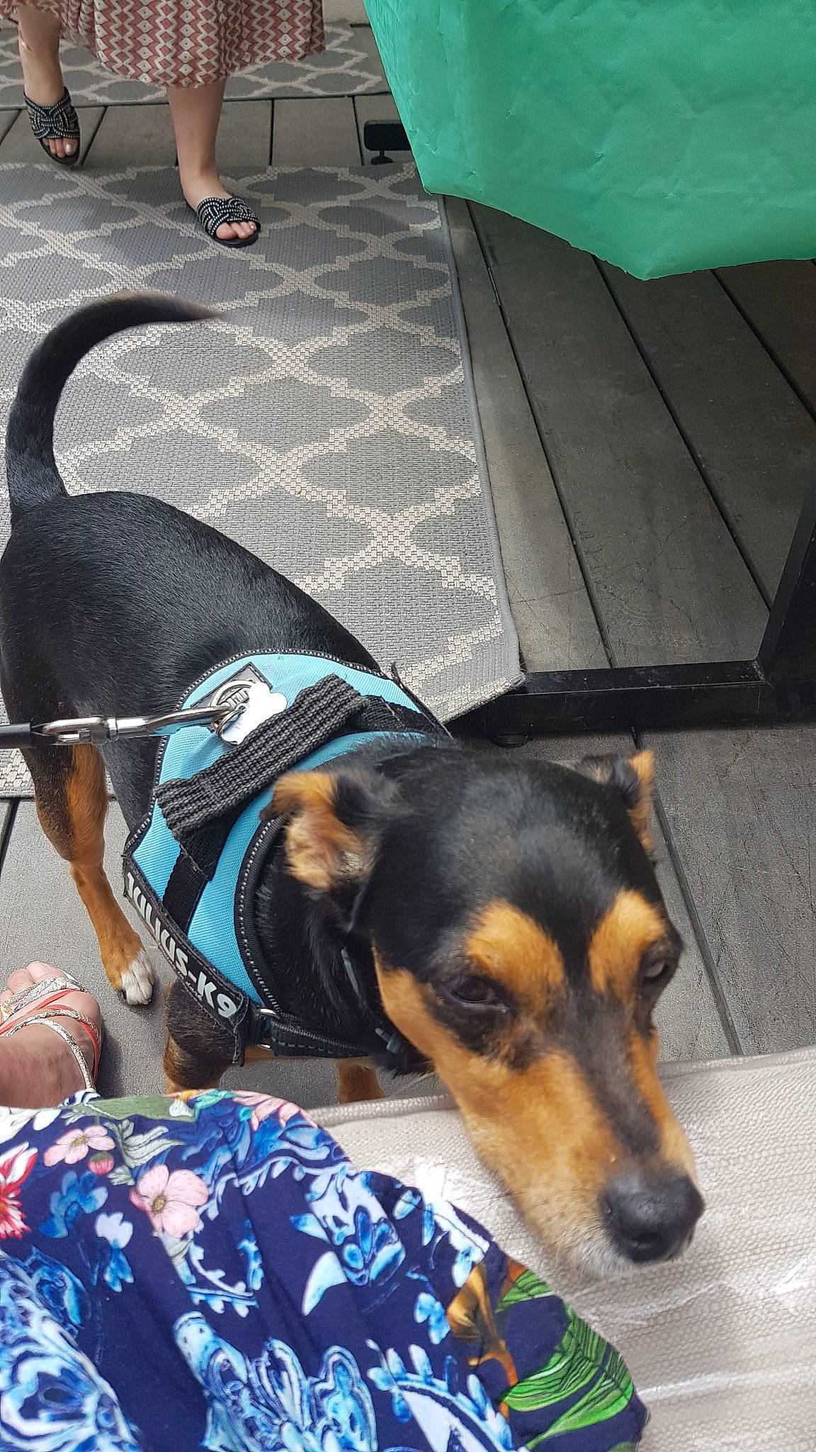 Youki participe au concours pour gagner de l'argent avec cette photo : blue, canidae, carnivore, chair, collar, comfort, companion_dog, dog, dog_breed, dog_supply, flooring, fur, herding_dog, human_leg, leash, pet_supply, snout, toy_dog, whiskers, working_dog