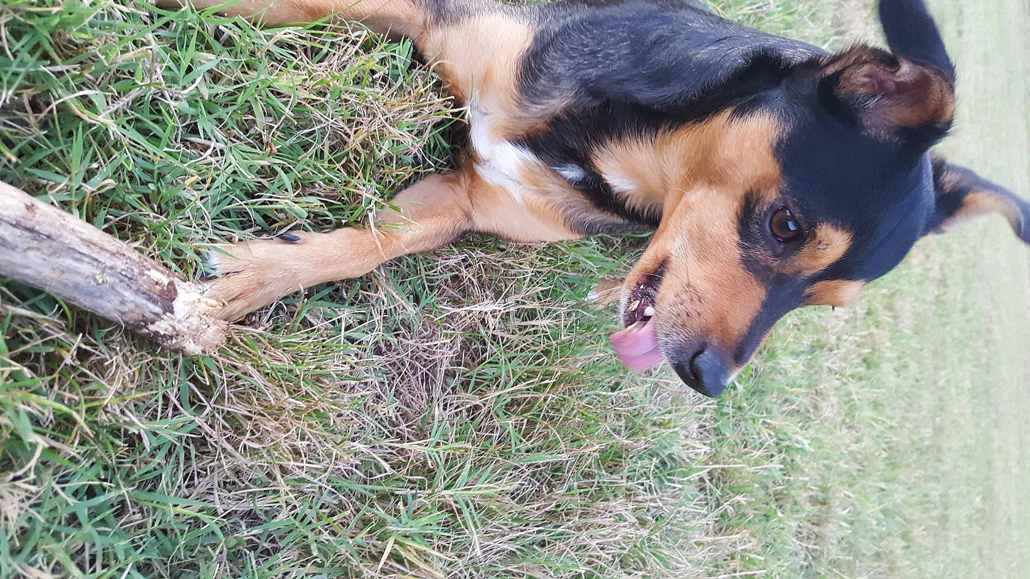 Juju participe au concours pour gagner de l'argent avec cette photo : canidae, carnivore, companion_dog, dog, dog_breed, fur, grass, guard_dog, hunting_dog, paw, pinscher, plant, puppy, soil, sporting_group, terrestrial_animal, toy_dog, whiskers, working_dog