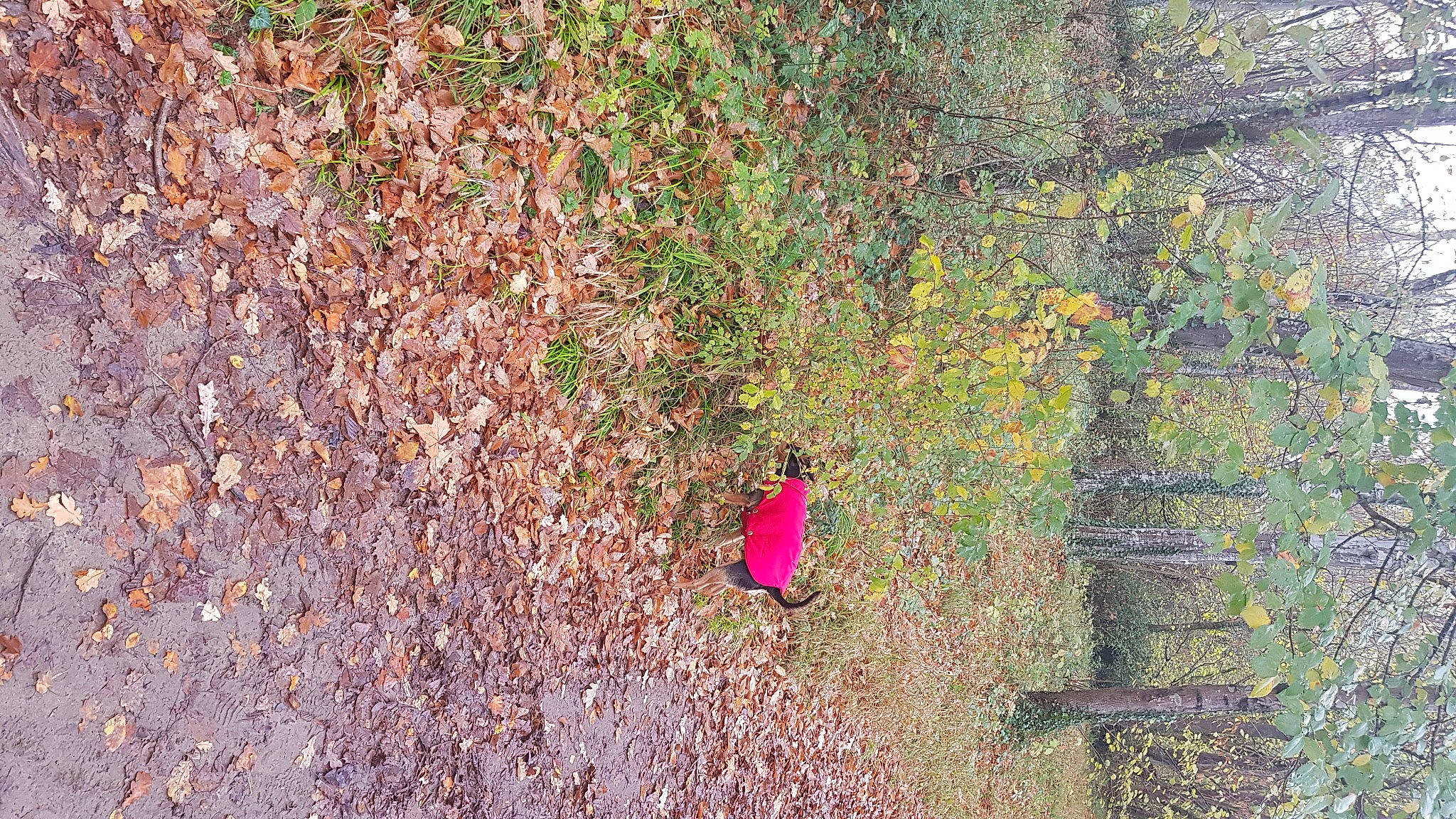 Juju a rejoint le concours — aidez-le/la à gagner de superbes lots ! annual_plant, asphalt, carmine, concrete, deciduous, flowering_plant, grass, groundcover, landscape, plant, road_surface, shadow, shrub, soil, tints_and_shades, tree, trunk, twig, wildlife, wood