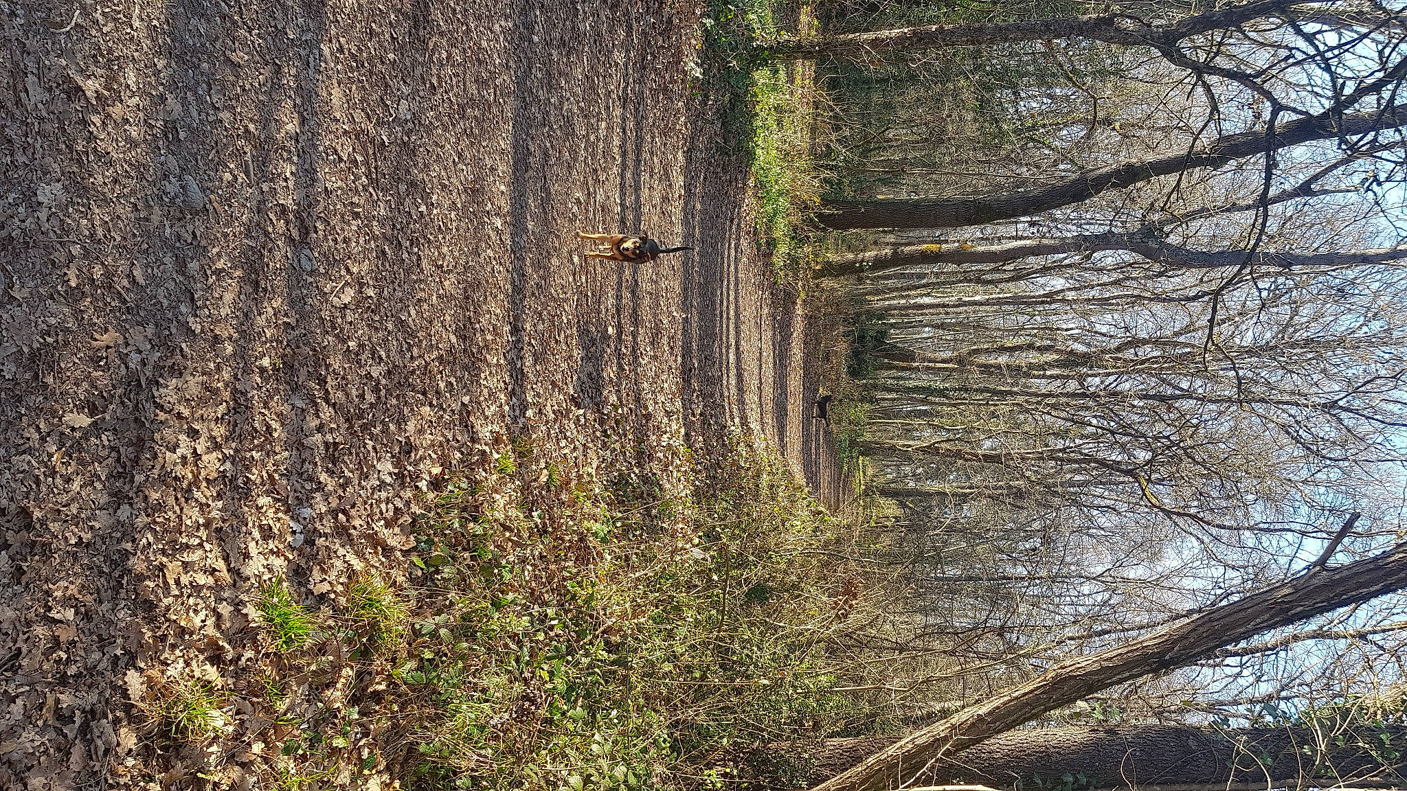 Juju a rejoint le concours — aidez-le/la à gagner de superbes lots ! deciduous, forest, grass, grass_family, landscape, natural_landscape, nature_reserve, northern_hardwood_forest, old_growth_forest, plant, shadow, sunlight, temperate_broadleaf_and_mixed_forest, tints_and_shades, tree, trunk, twig, wildlife, wood, woodland