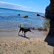 Junior a rejoint le concours — aidez-le/la à gagner de superbes lots ! dog, beach, water, sea, sky, clouds, rocks, sand, stick, sunlight, shadow, outdoor, nature, pet, canine, coast, summer, playful, daytime, animal