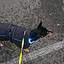 Junior participe au concours pour gagner de l'argent avec cette photo : accessories, animal, boy, canine, child, clothing, crimescene, dog, glove, leash, male, pants, person, pet, policedog, road, shorts, strap, tarmac, workingout