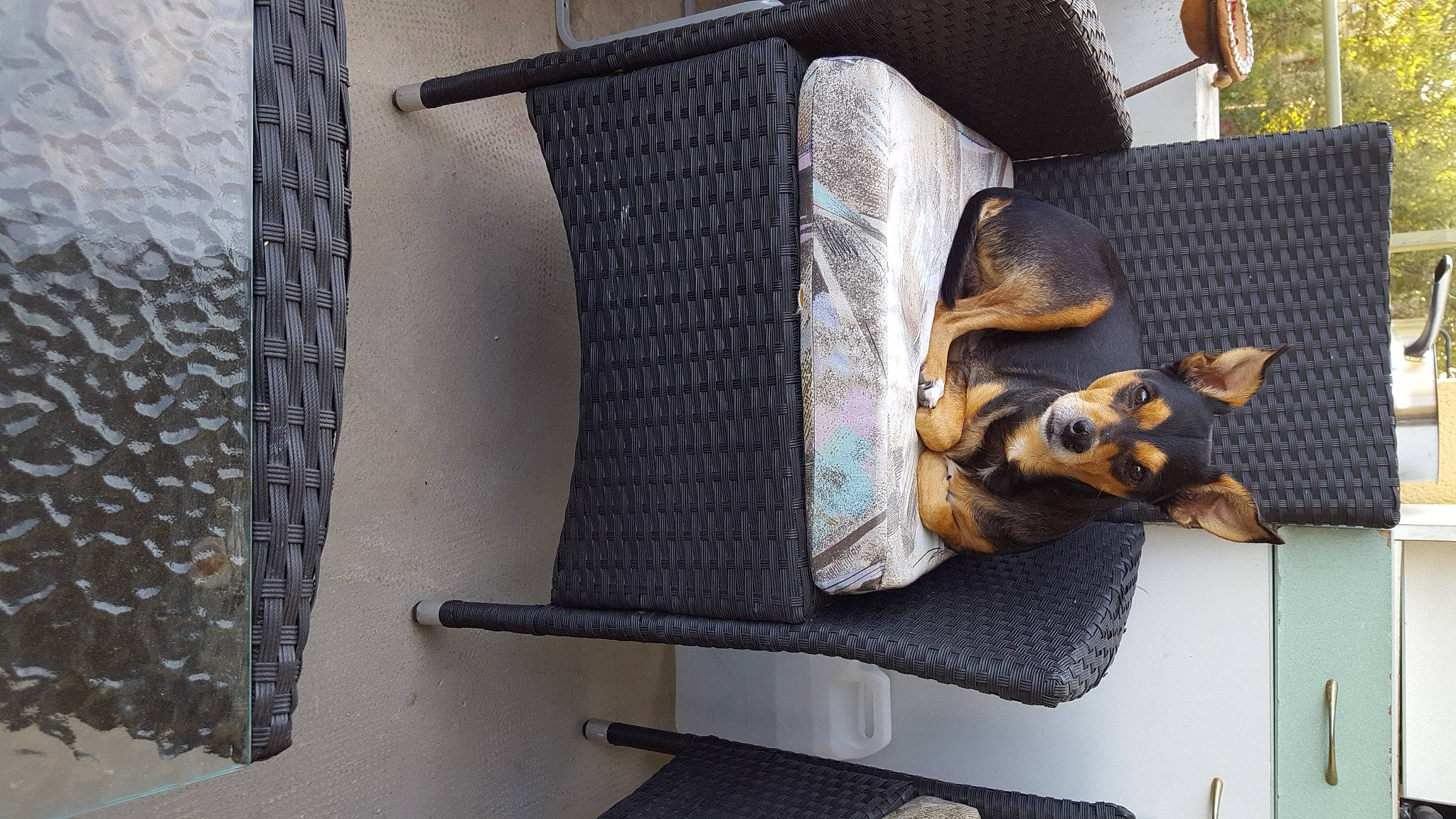 Junior participe au concours pour gagner de l'argent avec cette photo : armrest, carnivore, chair, comfort, companion_dog, couch, dog, dog_breed, fawn, flooring, guard_dog, linens, metal, pattern, pinscher, sporting_group, toy_dog, wicker, wood, working_animal