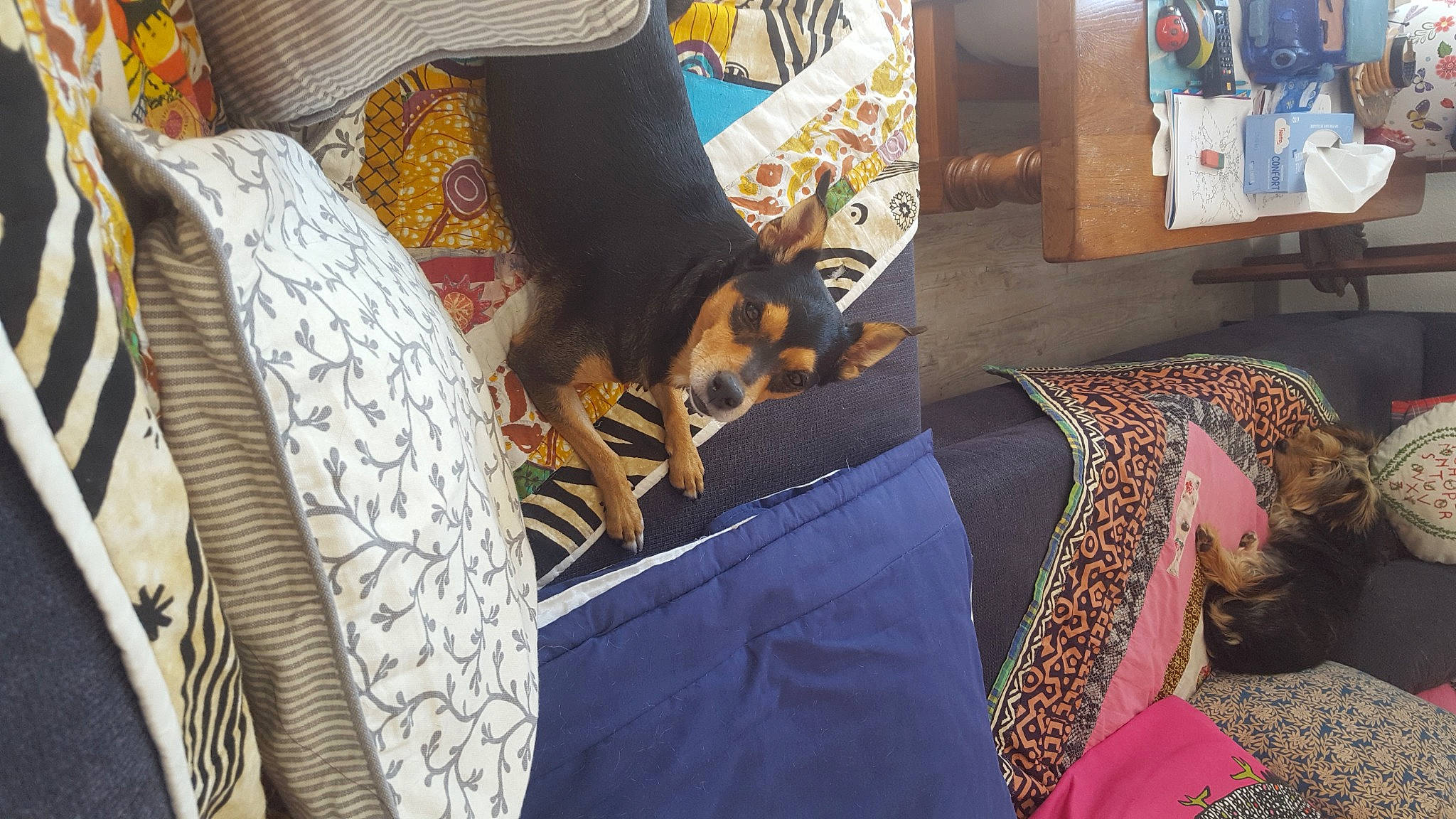 Junior a rejoint le concours — aidez-le/la à gagner de superbes lots ! bag, carnivore, comfort, companion_dog, dog_breed, domestic_short_haired_cat, fawn, felidae, flooring, foot, fur, human_leg, lap, linens, luggage_and_bags, pattern, room, sitting, small_to_medium_sized_cats, whiskers