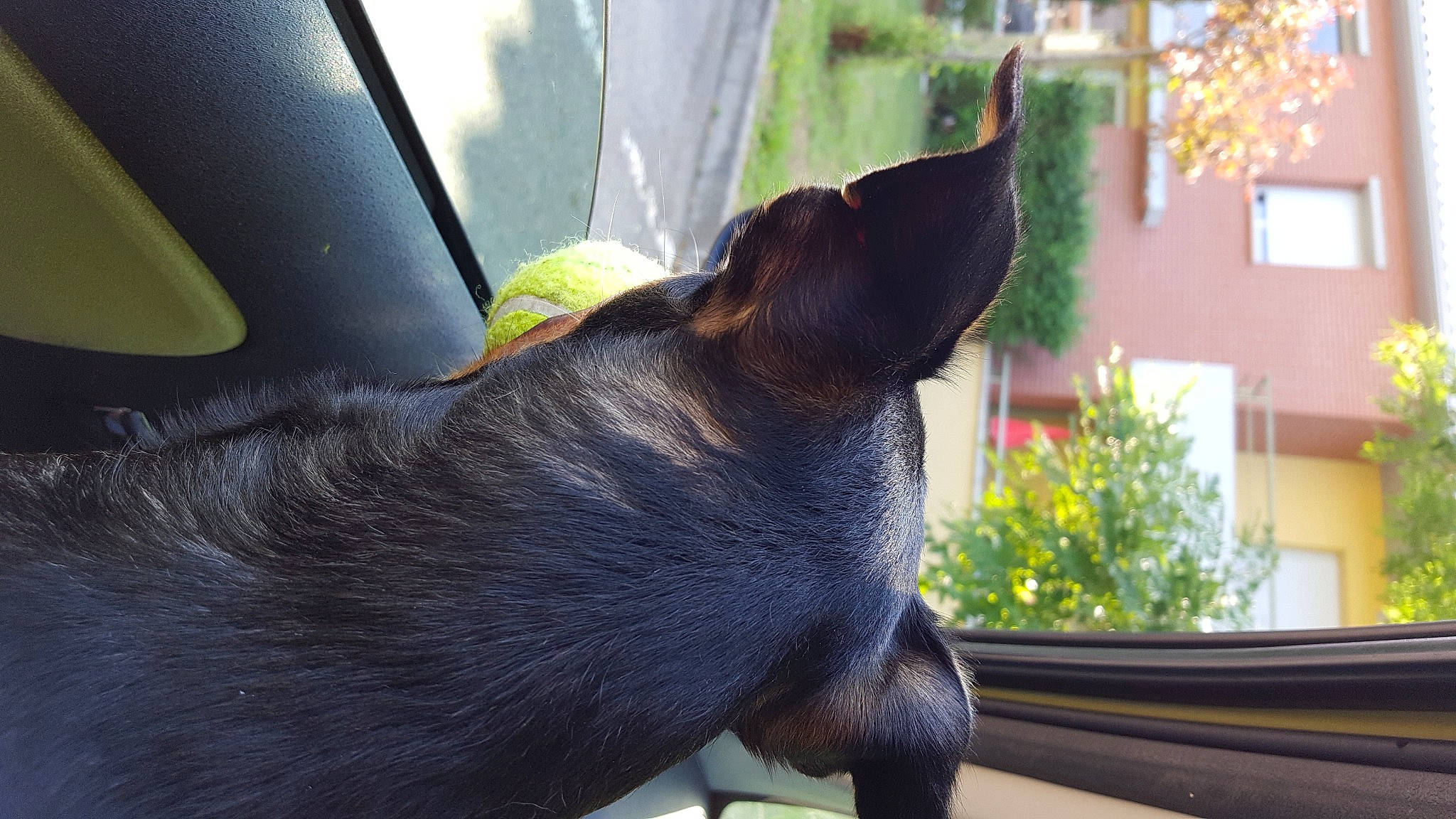 Junior participe au concours pour gagner de l'argent avec cette photo : canidae, carnivore, collar, companion_dog, dog, dog_breed, event, fawn, flower, fur, guard_dog, plant, snout, sporting_group, tail, tints_and_shades, vehicle_door, whiskers, window, working_animal