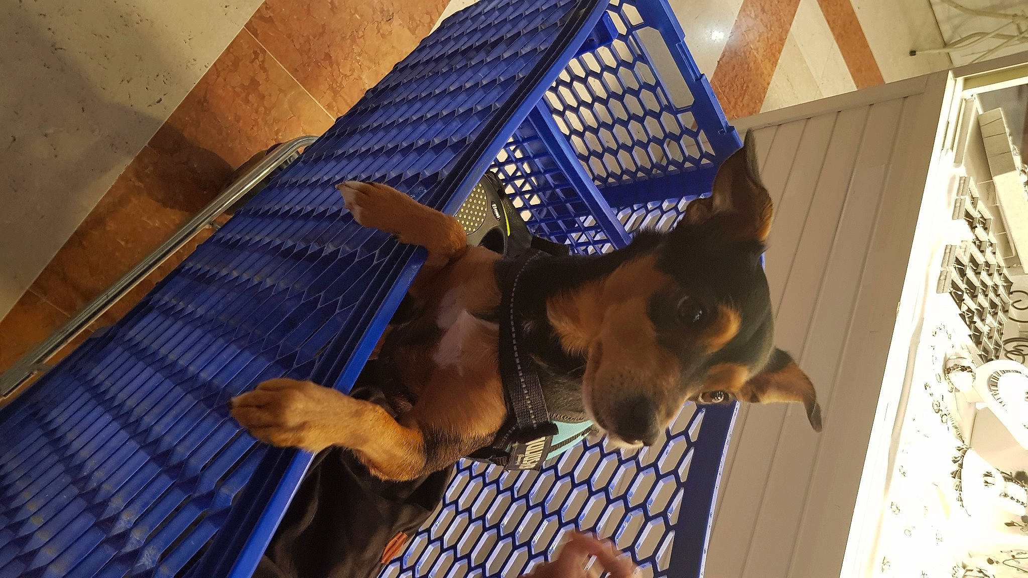 Junior participe au concours pour gagner de l'argent avec cette photo : building, canidae, carnivore, companion_dog, dog, dog_breed, fawn, guard_dog, liver, metal, pet_supply, pinscher, plant, sporting_group, tail, tints_and_shades, toy_dog, window, wood, working_animal