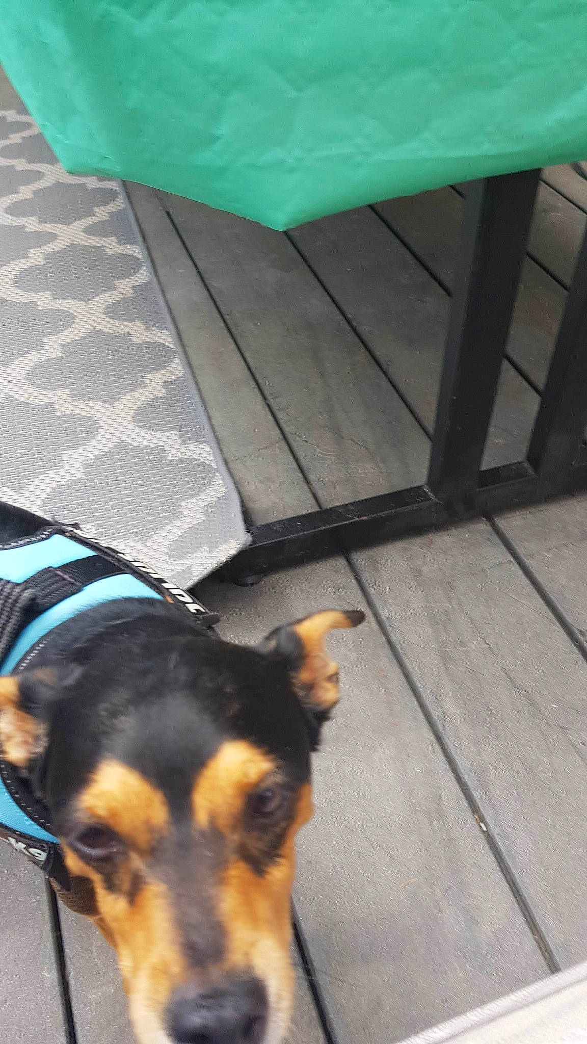 Junior participe au concours pour gagner de l'argent avec cette photo : carnivore, collar, companion_dog, dog, dog_breed, flooring, fur, green, guard_dog, hardwood, pinscher, plant, tail, umbrella, whiskers, wood, wood_stain, working_animal, working_dog